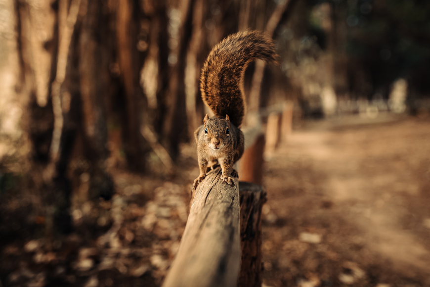 fotoobraz wiewiórka